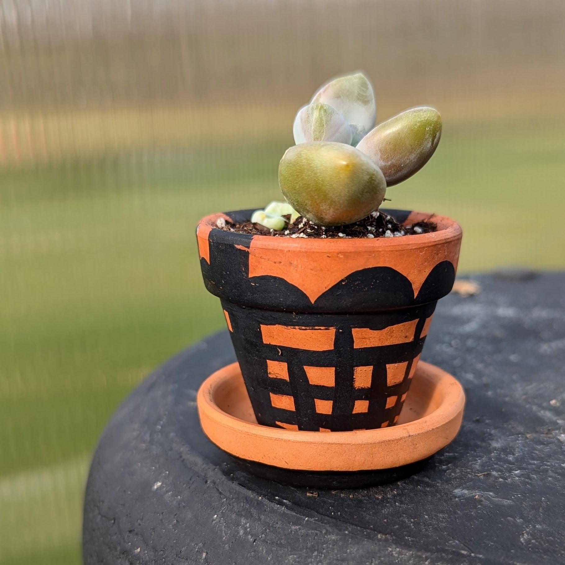 Hand Painted Terra Cotta Pot + Saucer No. 245