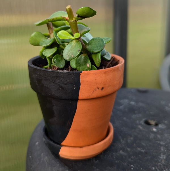 Hand Painted Terra Cotta Pot + Saucer No. 301