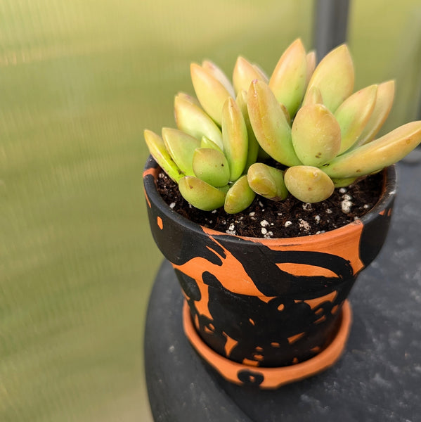 Hand Painted Terra Cotta Pot + Saucer No. 305