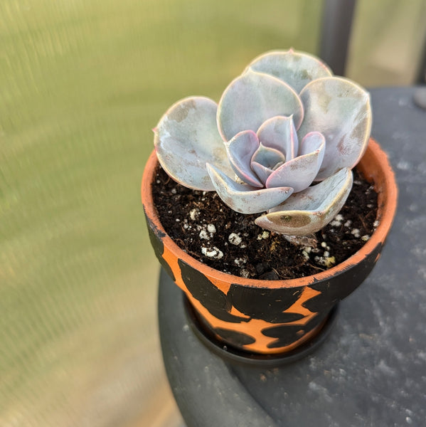 Hand Painted Terra Cotta Pot + Saucer No. 315