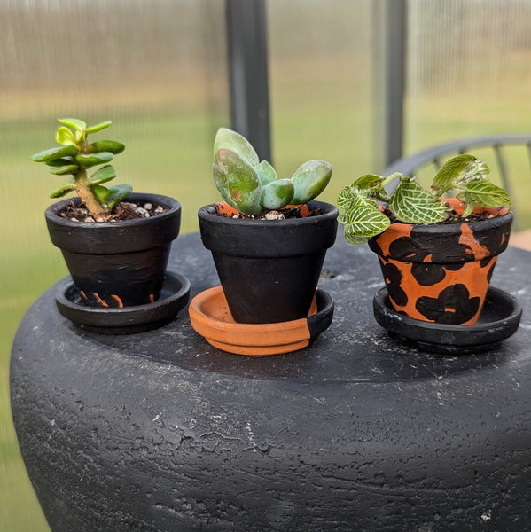 Hand Painted Terra Cotta Pot + Saucer Trio No. 324